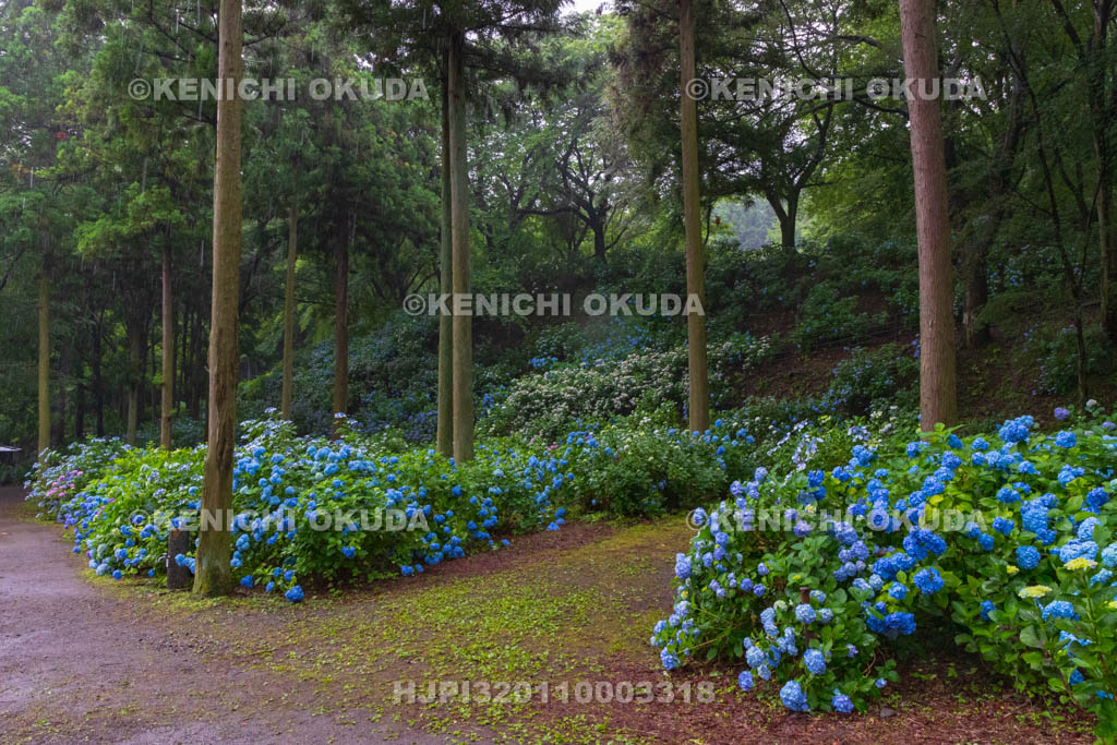 群馬県　小野池あじさい公園