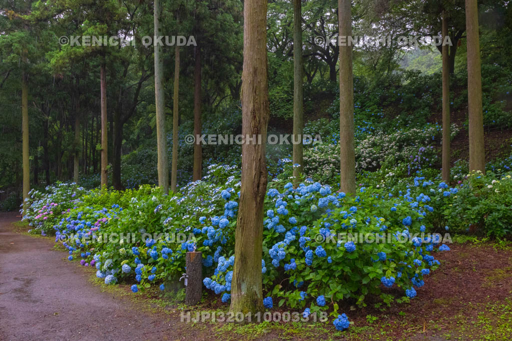 群馬県　小野池あじさい公園