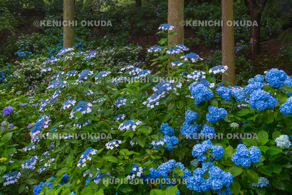 群馬県　小野池あじさい公園
