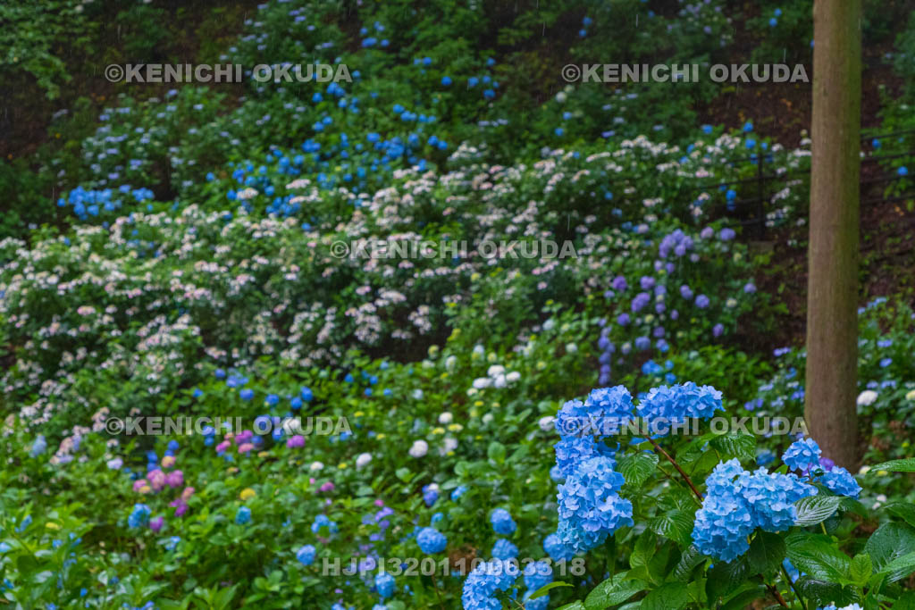 群馬県　小野池あじさい公園