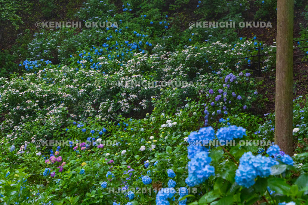 群馬県　小野池あじさい公園
