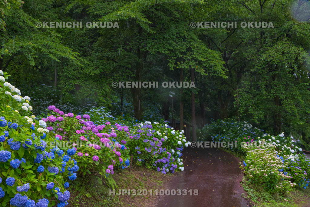 群馬県　小野池あじさい公園