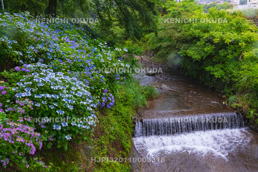 群馬県　小野池あじさい公園