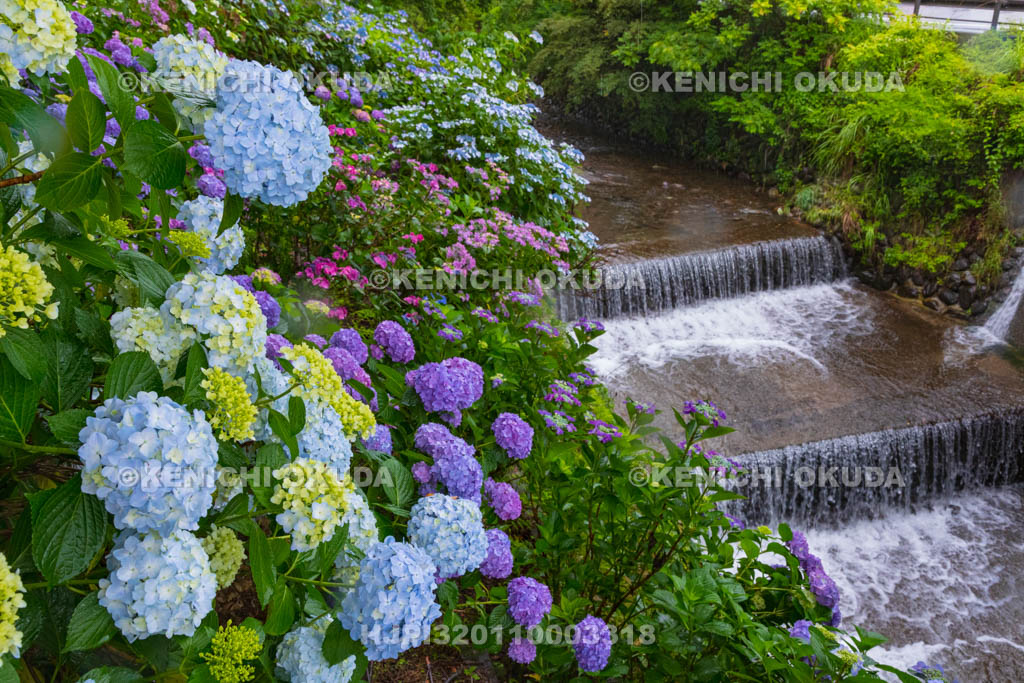 群馬県　小野池あじさい公園