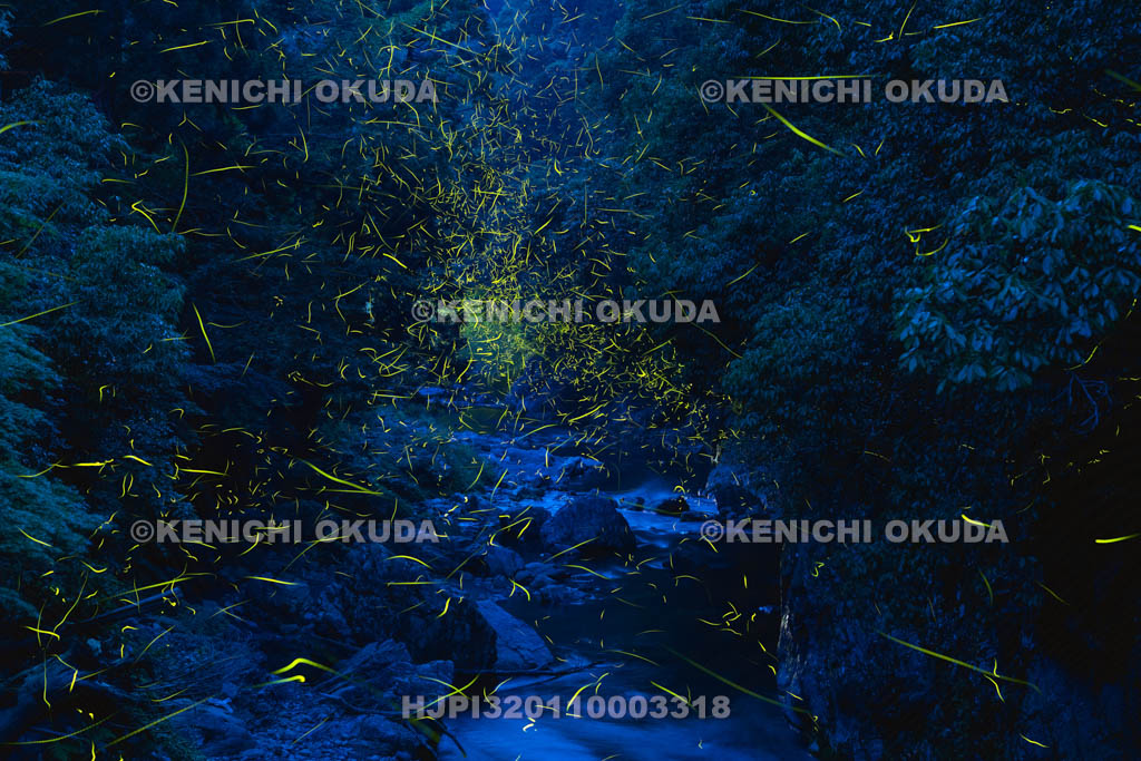 京都府　高雄　清滝川のゲンジボタル