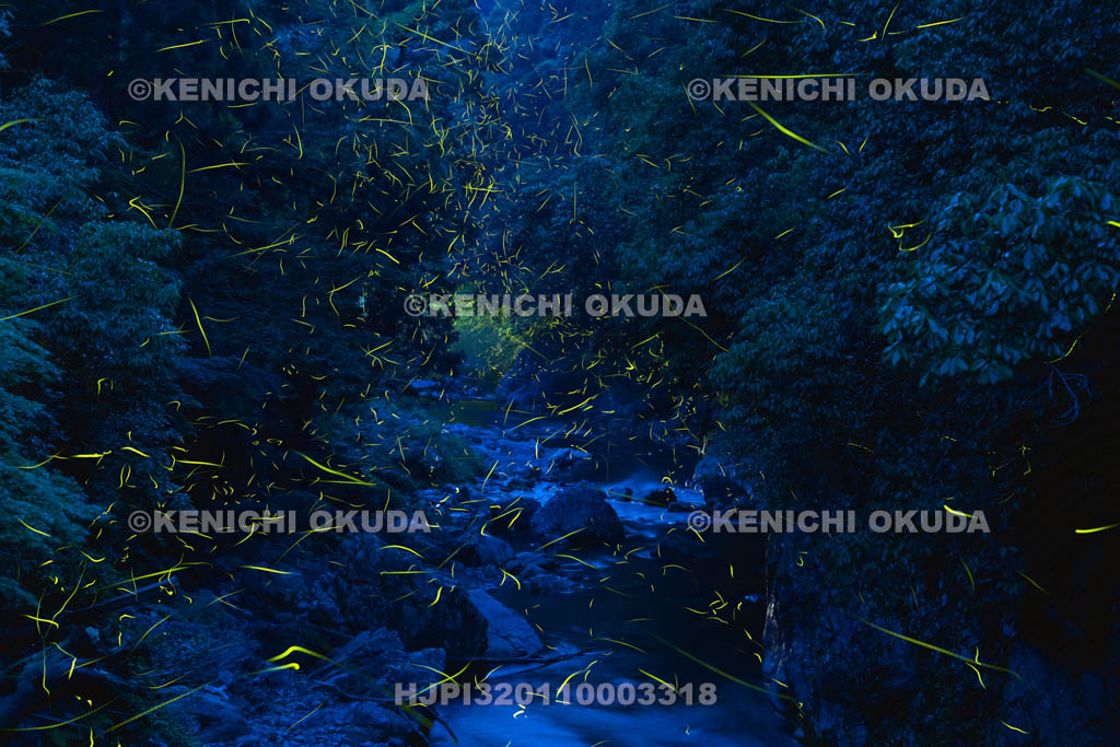 京都府　高雄　清滝川のゲンジボタル