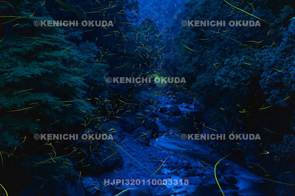 京都府　高雄　清滝川のゲンジボタル