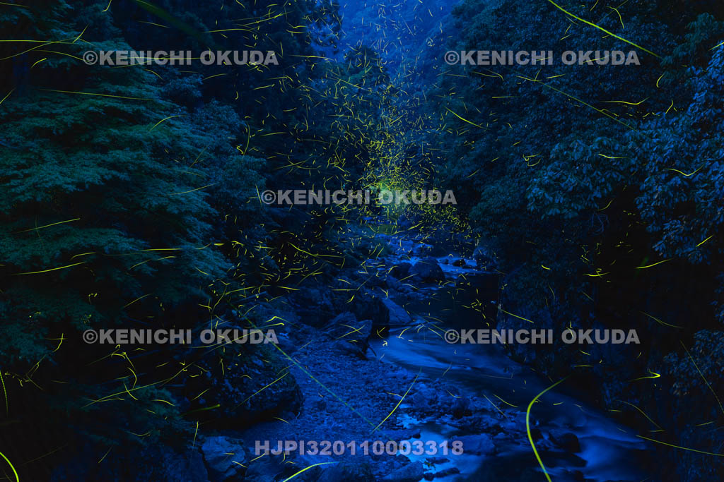 京都府　高雄　清滝川のゲンジボタル