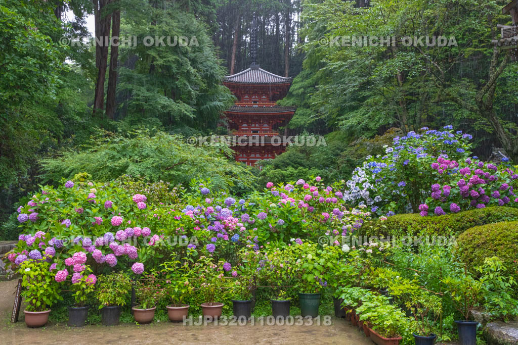 京都府 岩船寺 アジサイと三重塔