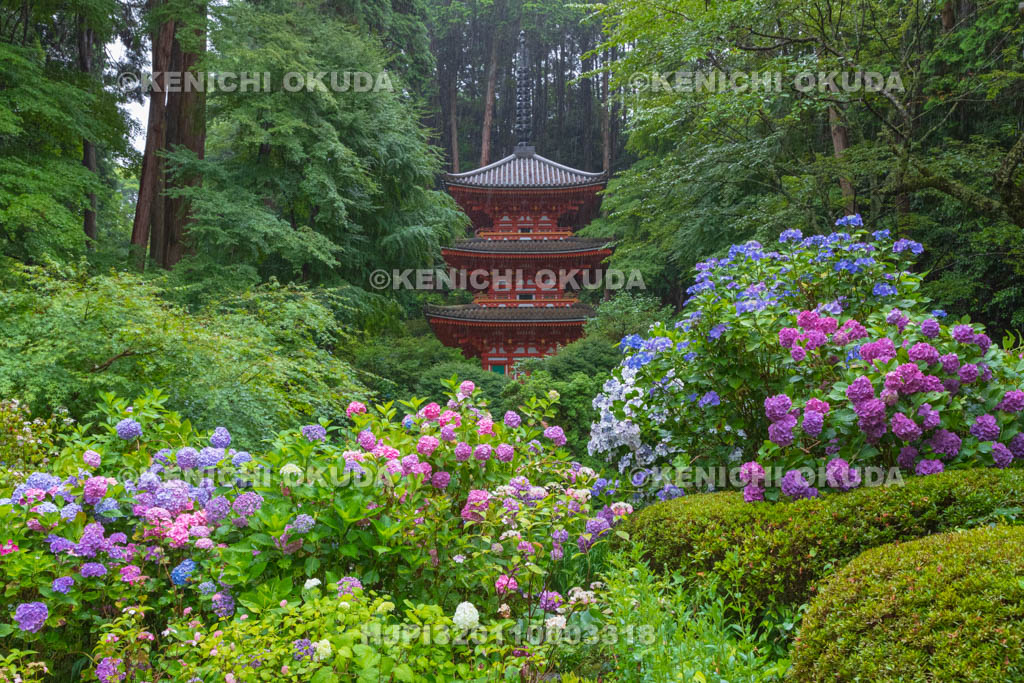 京都府 岩船寺 アジサイと三重塔