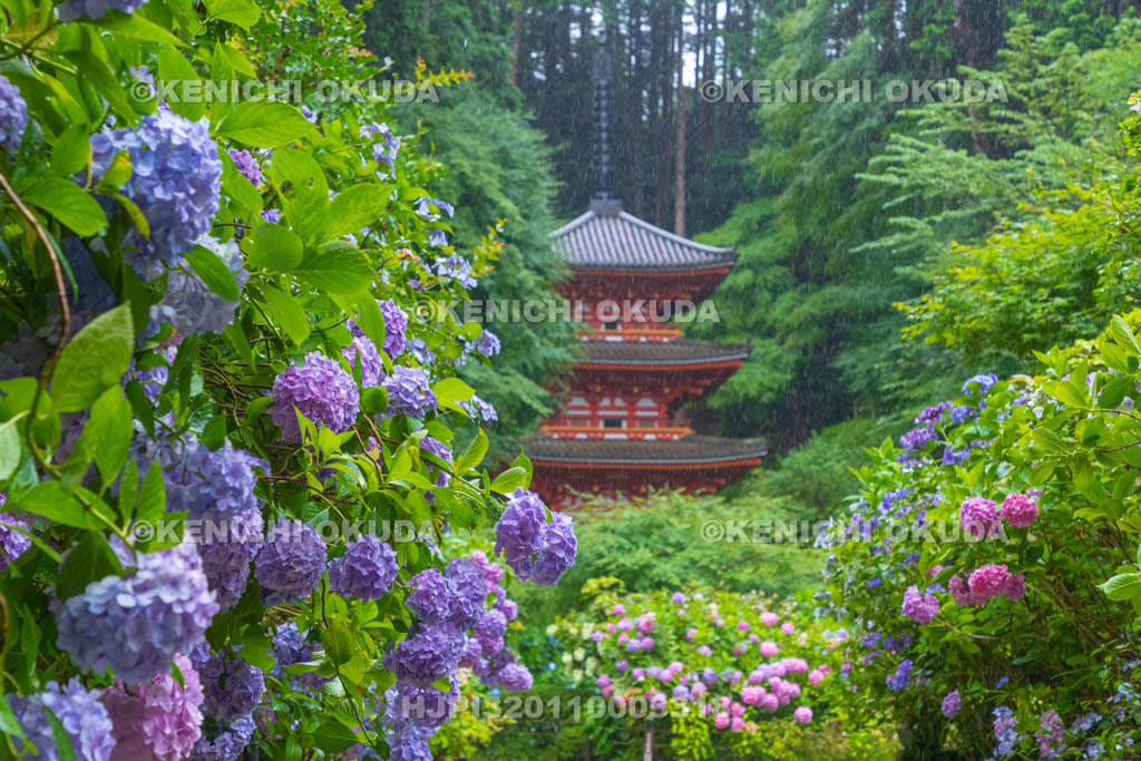 京都府 岩船寺 アジサイと三重塔
