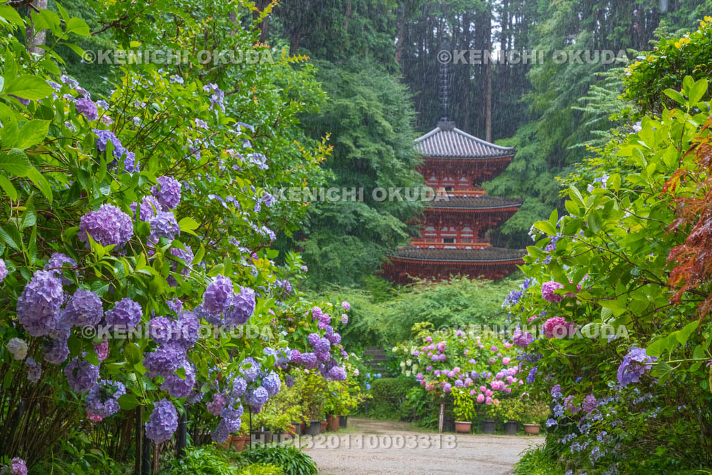 京都府 岩船寺 アジサイと三重塔