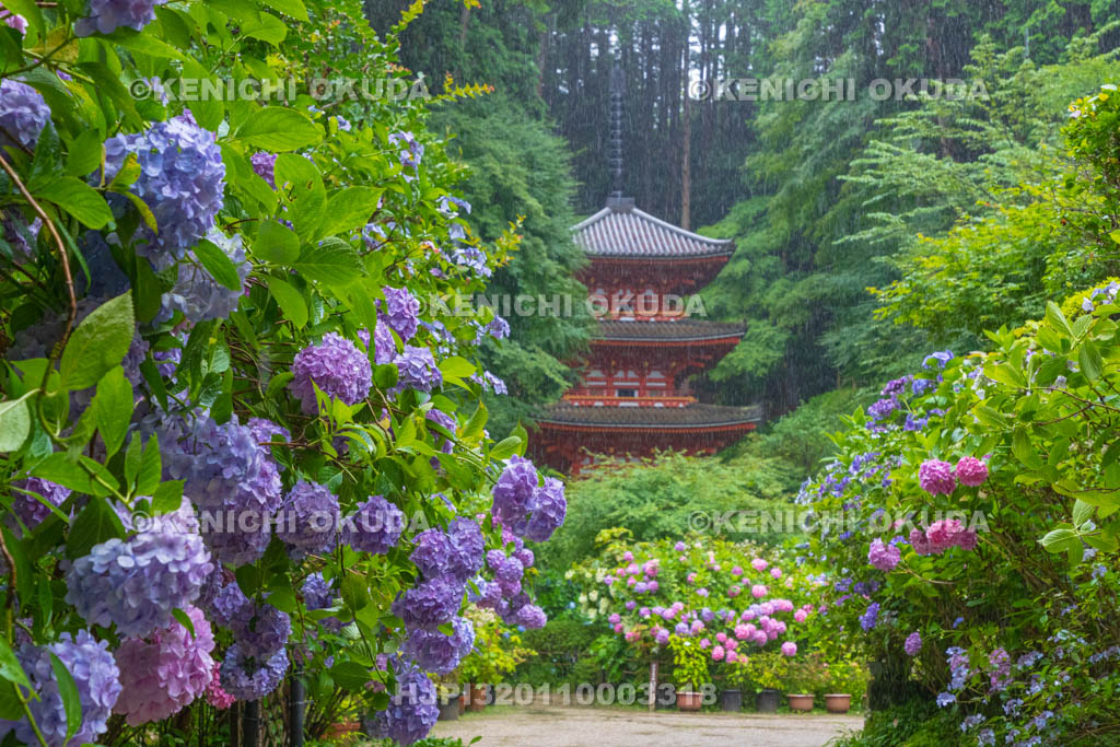 京都府 岩船寺 アジサイと三重塔