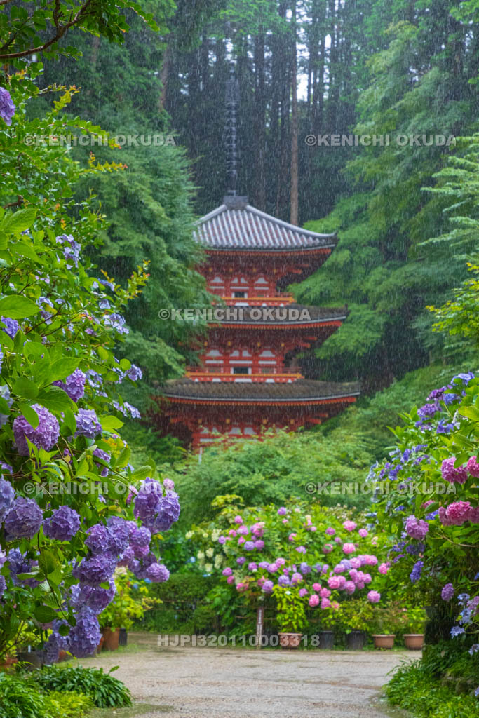 京都府 岩船寺 アジサイと三重塔