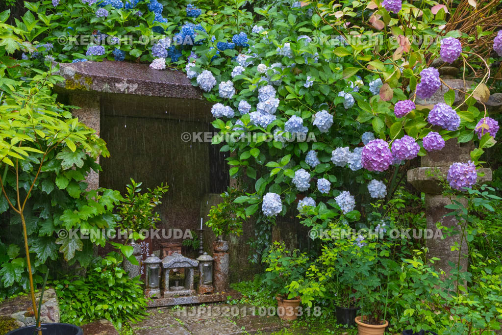 京都府 岩船寺 アジサイと石室不動明王立像