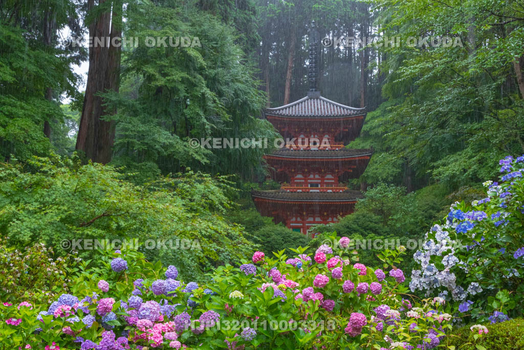 京都府 岩船寺 アジサイと三重塔