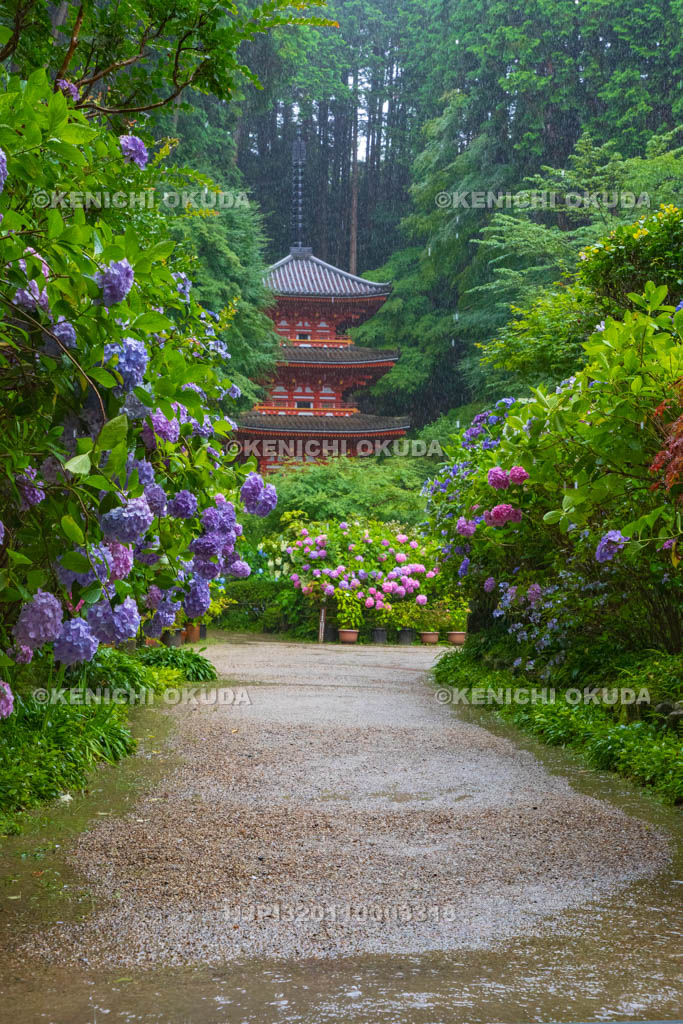 京都府 岩船寺 アジサイと三重塔