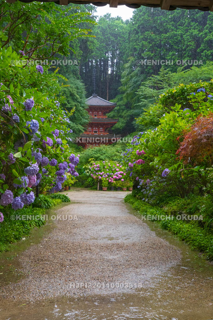 京都府 岩船寺 アジサイと三重塔