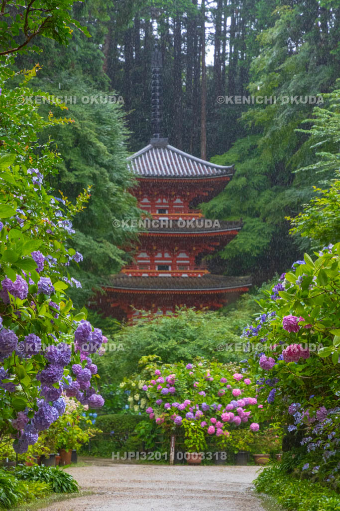 京都府 岩船寺 アジサイと三重塔