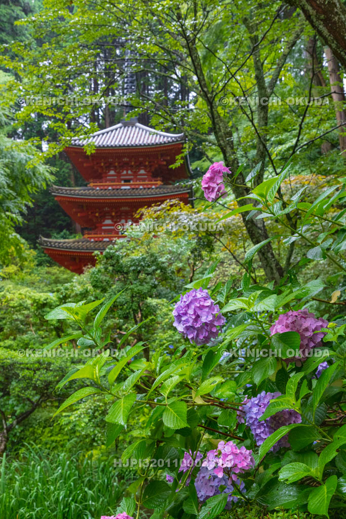 京都府　岩船寺　アジサイと三重塔