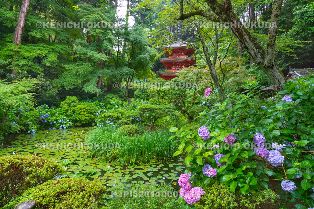 京都府 岩船寺 アジサイと三重塔