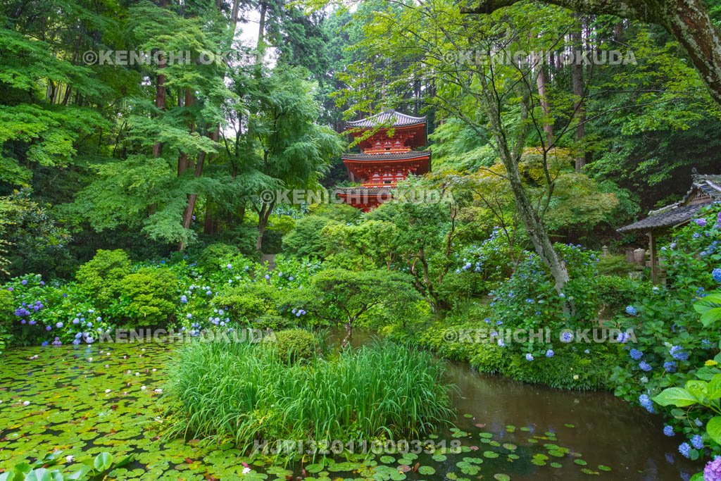 京都府 岩船寺 アジサイと三重塔