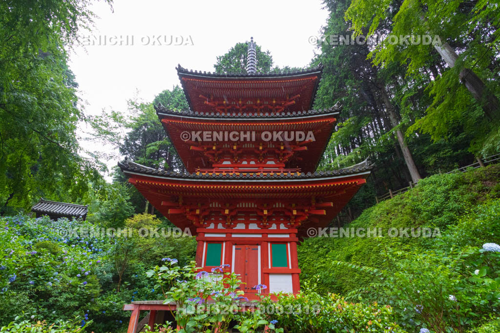 京都府　岩船寺　アジサイと三重塔
