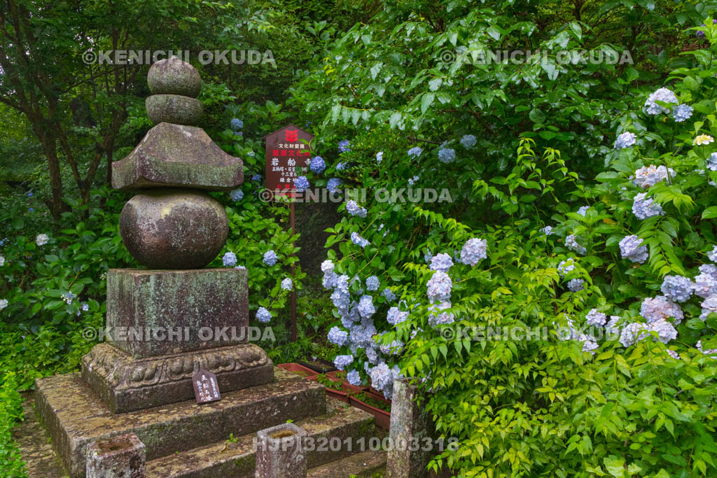 京都府 岩船寺 アジサイと五輪塔