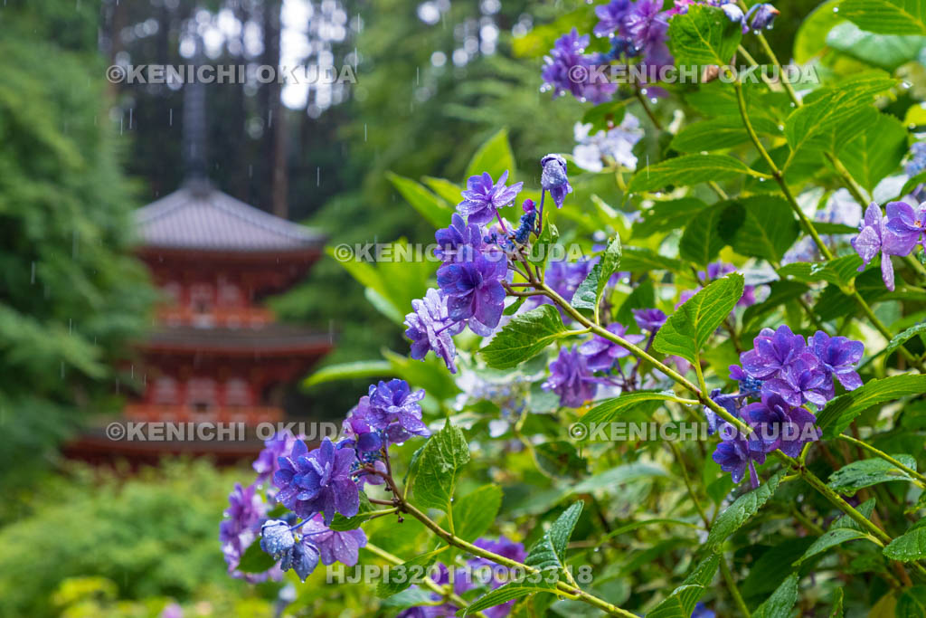 京都府 岩船寺 アジサイと三重塔