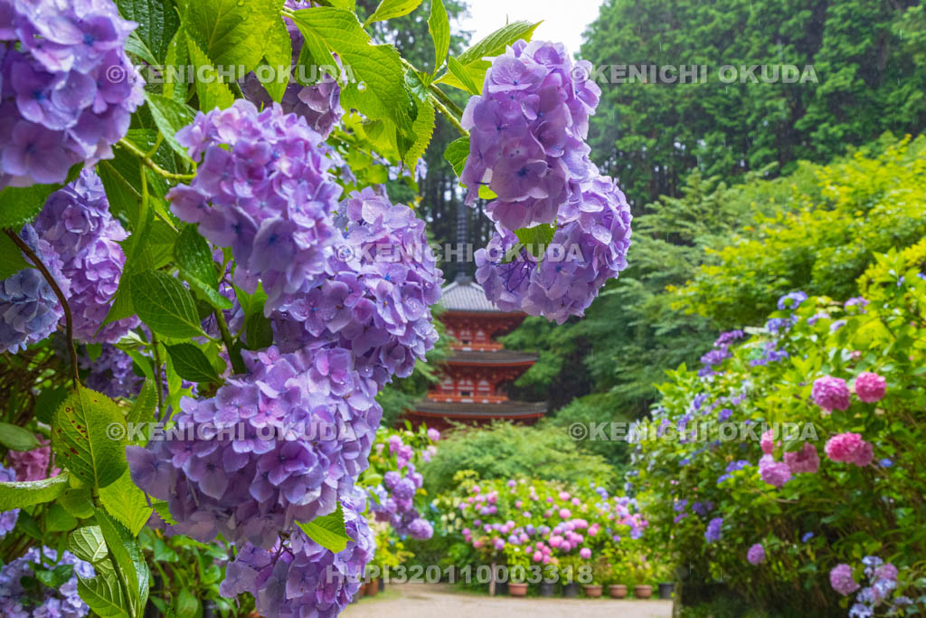 京都府 岩船寺 アジサイと三重塔