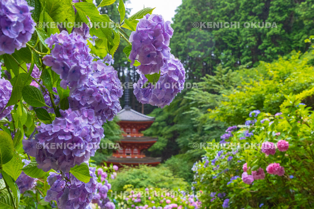 京都府 岩船寺 アジサイと三重塔