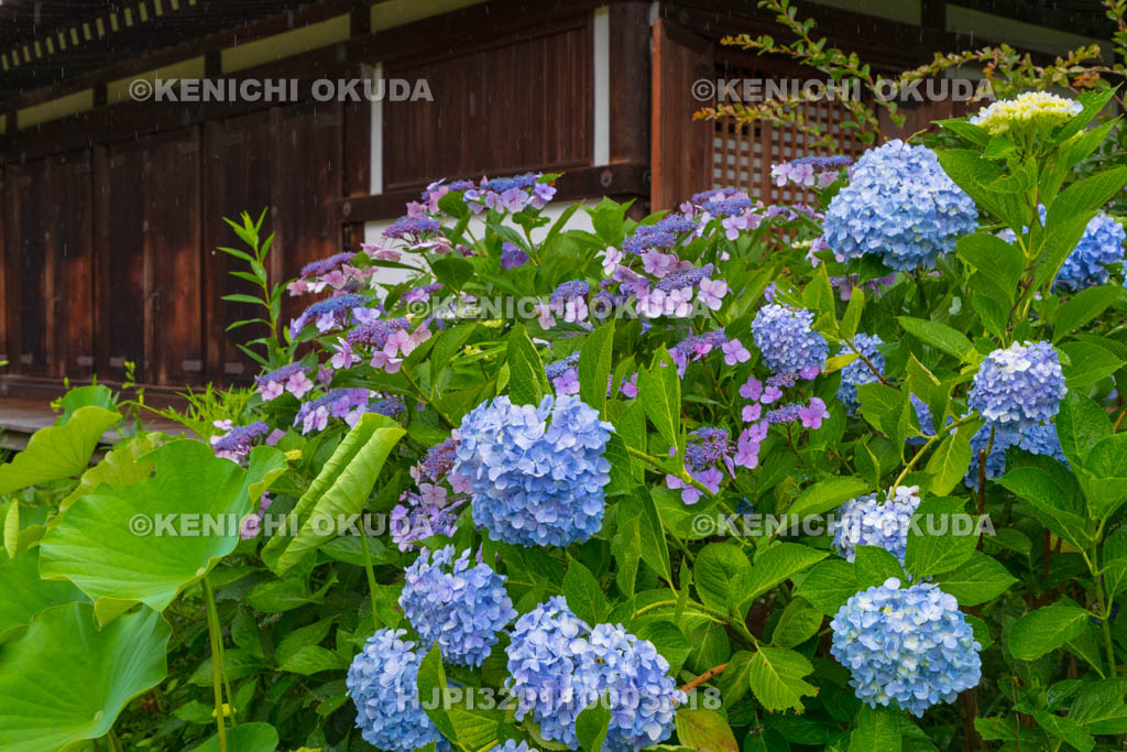 京都府　浄瑠璃寺　アジサイと本堂