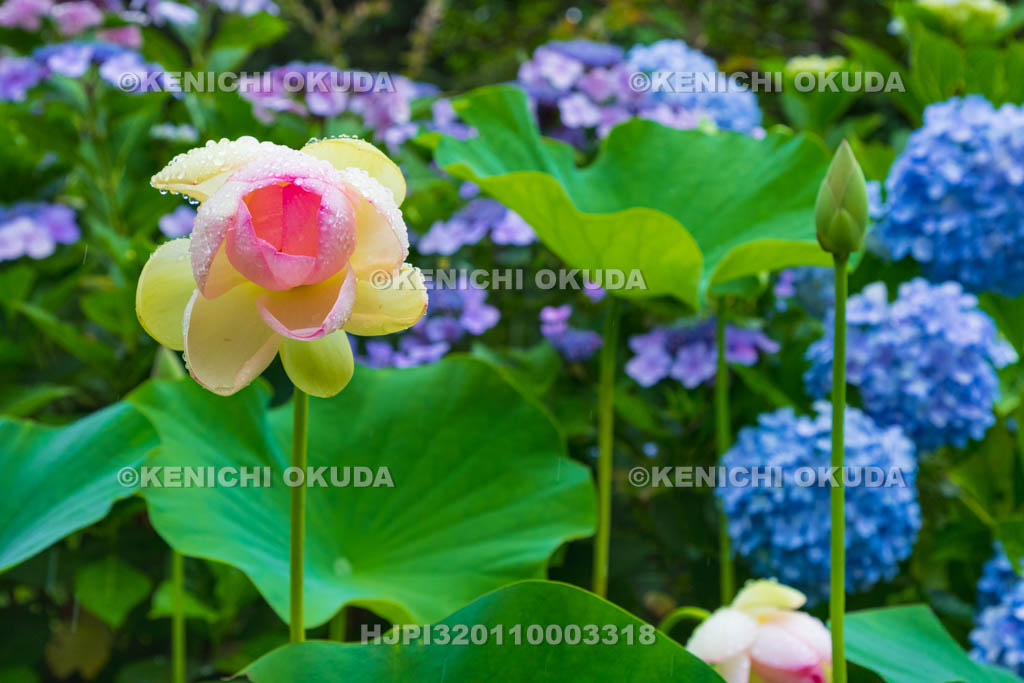京都府 浄瑠璃寺 ハスの花