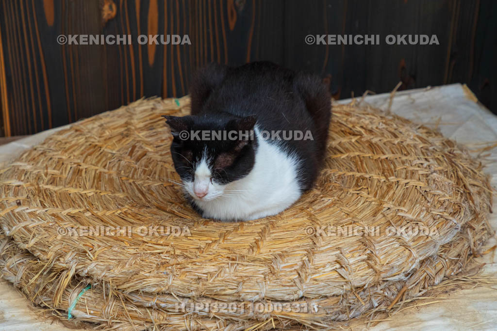 京都府　浄瑠璃寺の猫