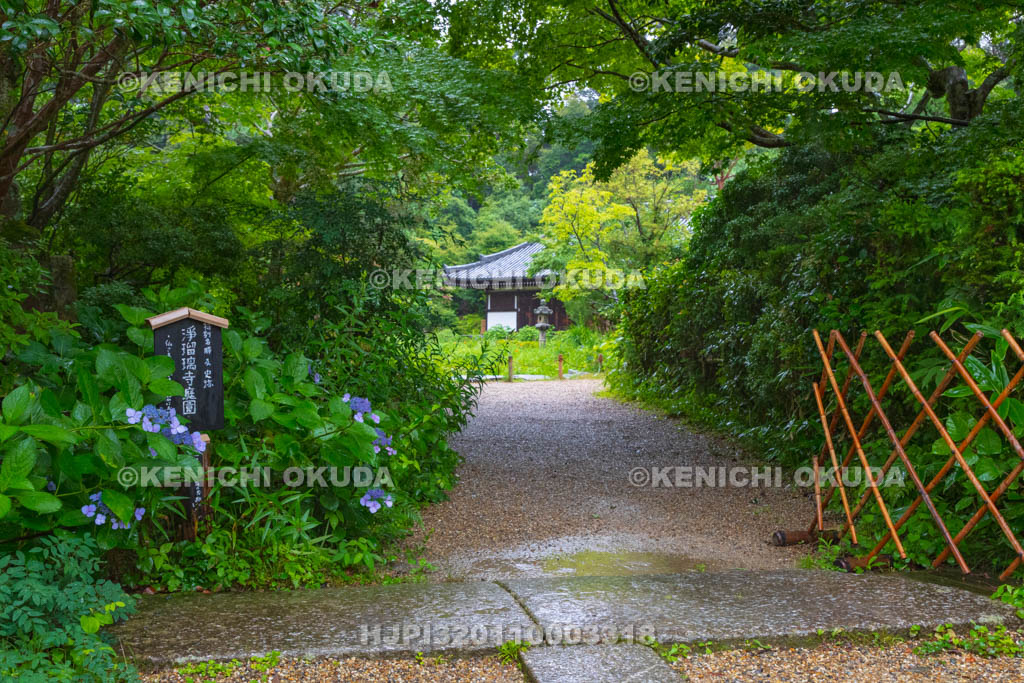 京都府　浄瑠璃寺　アジサイと参道