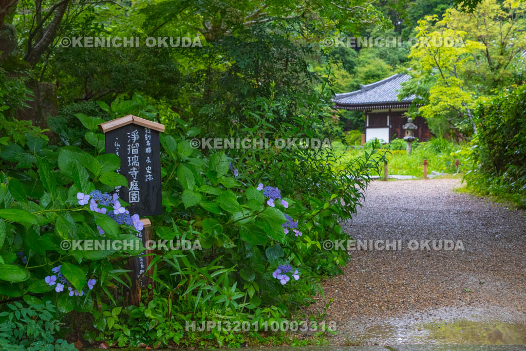 京都府　浄瑠璃寺　アジサイと参道