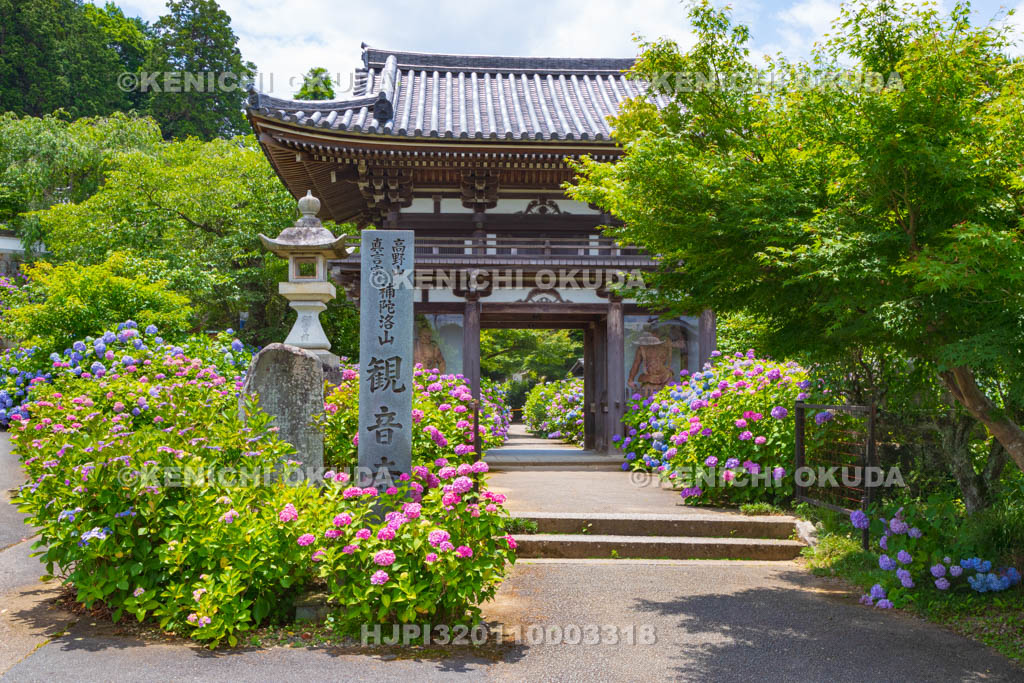 京都府　福知山　アジサイ咲く丹州観音寺