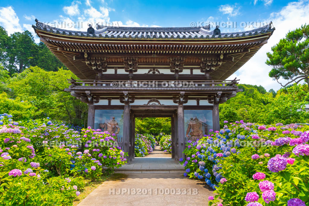 京都府　福知山　アジサイ咲く丹州観音寺