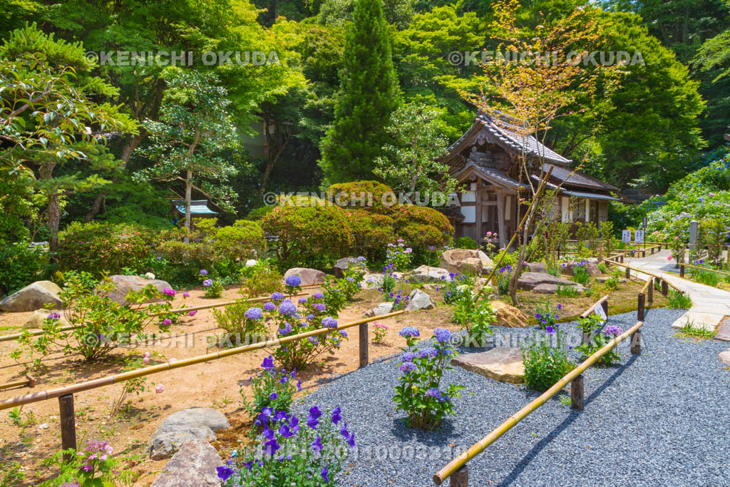京都府 福知山 アジサイ咲く丹州観音寺