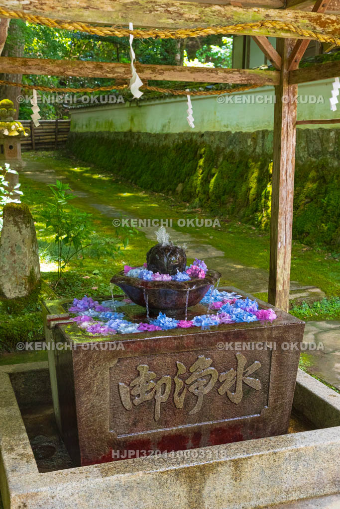 京都府 福知山 丹州観音寺 アジサイの花手水