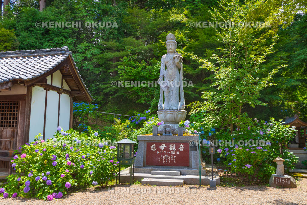 京都府 福知山 アジサイ咲く丹州観音寺 慈母観音像