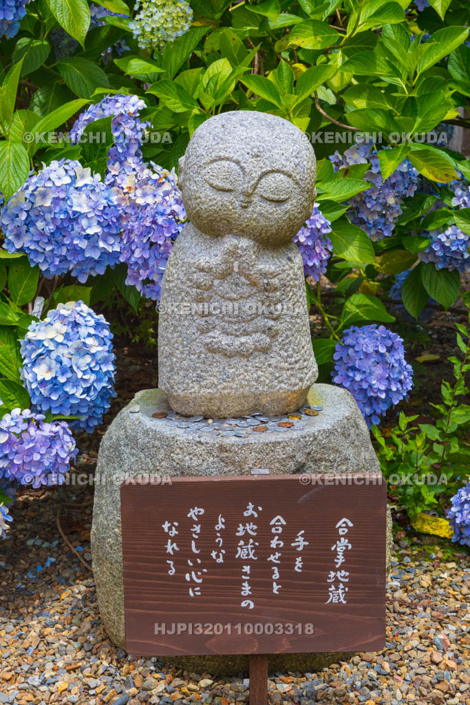 京都府　福知山　アジサイ咲く丹州観音寺　合掌地蔵