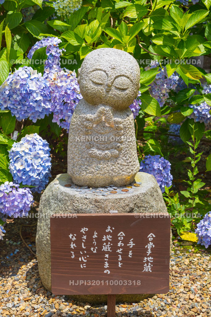 京都府　福知山　アジサイ咲く丹州観音寺　合掌地蔵