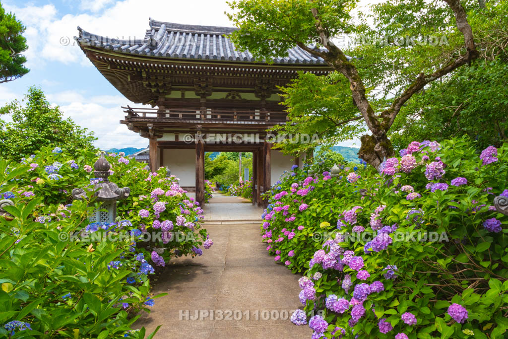 京都府　福知山　アジサイ咲く丹州観音寺