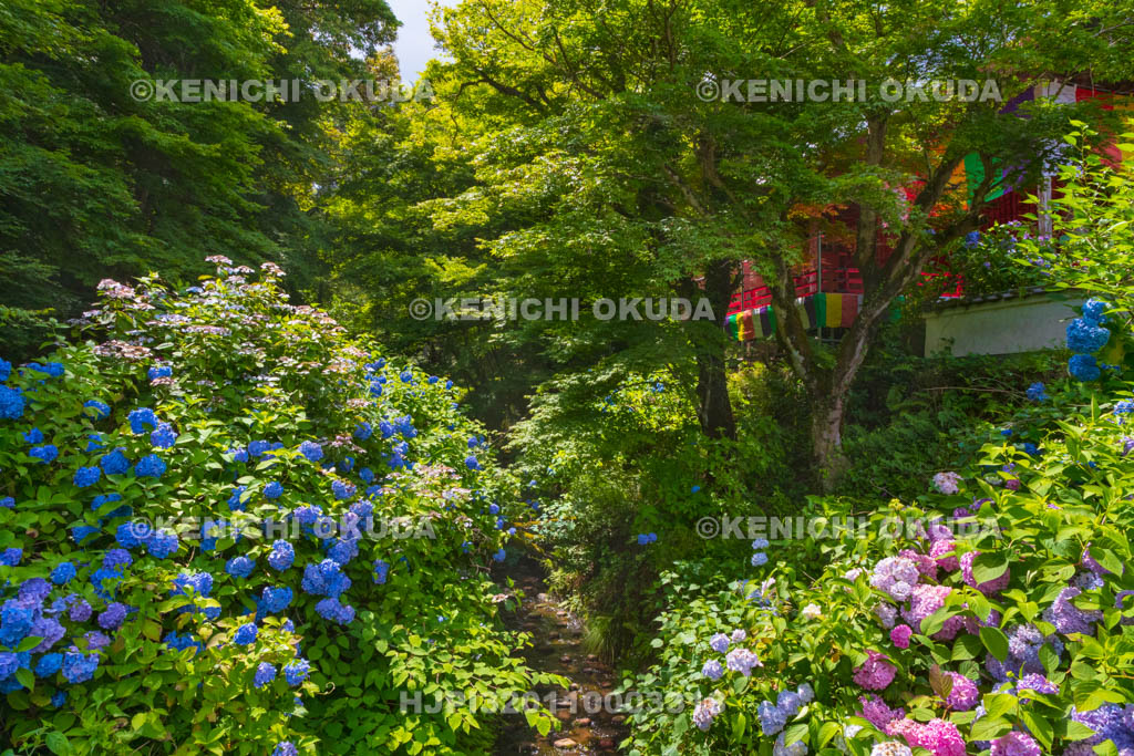 京都府　綾部　アジサイ咲く東光院