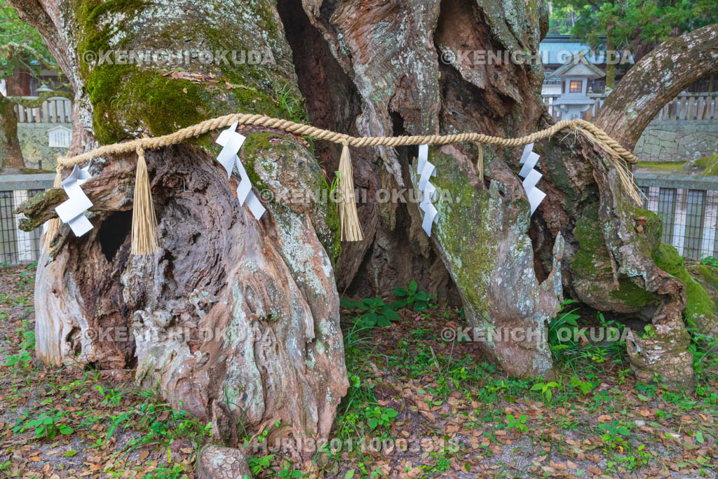 愛媛県　大山祇神社　乎千命御手植の楠