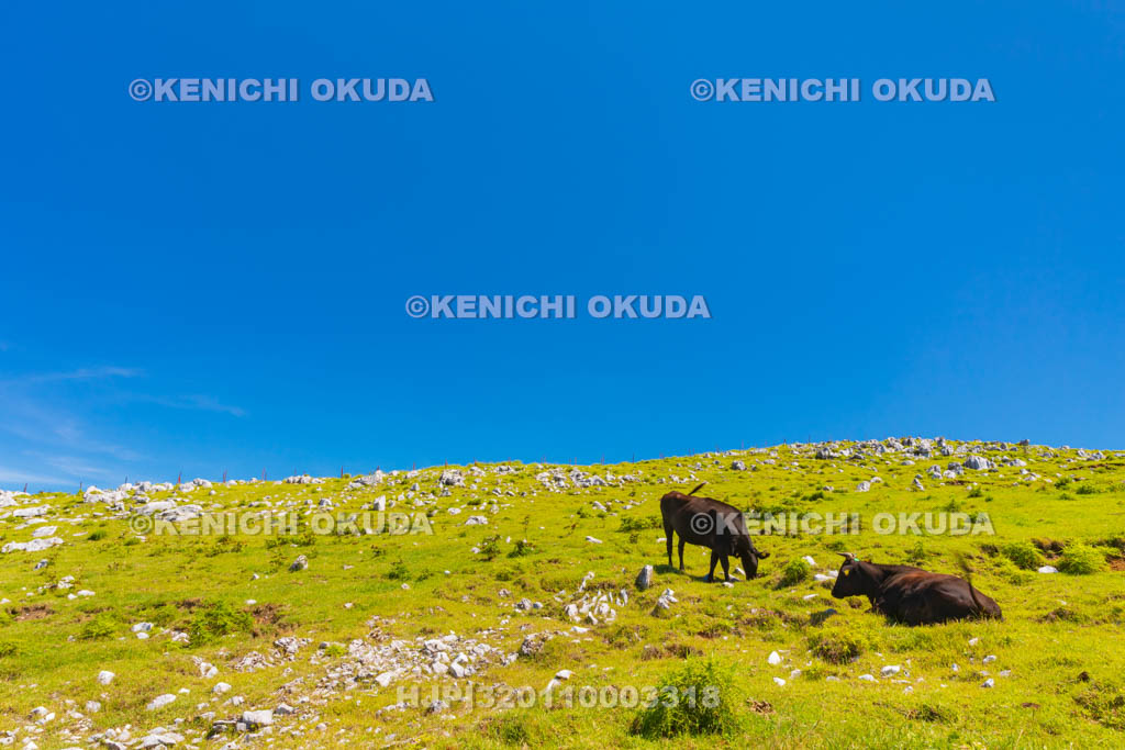 愛媛県　四国カルスト　五段高原付近