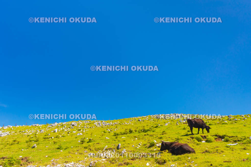 愛媛県　四国カルスト　五段高原付近