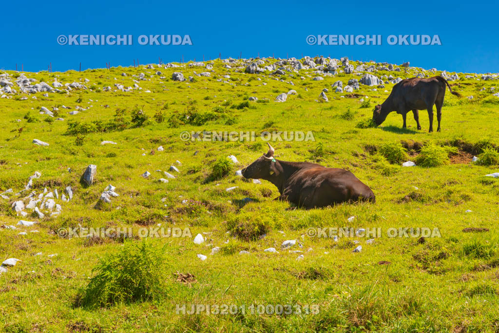 愛媛県　四国カルスト　五段高原付近