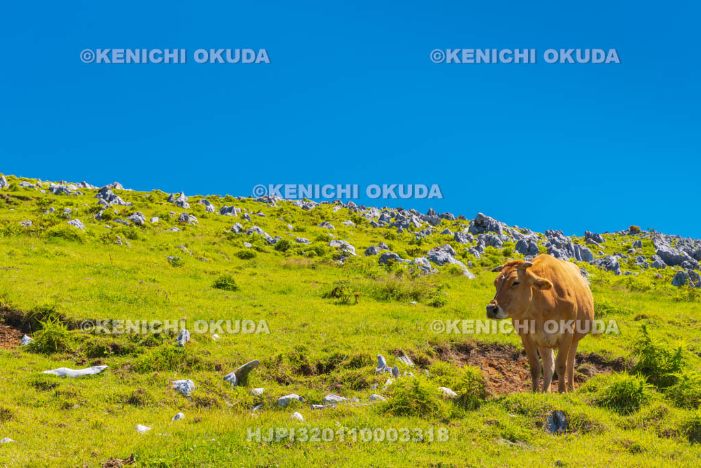 愛媛県　四国カルスト　五段高原付近